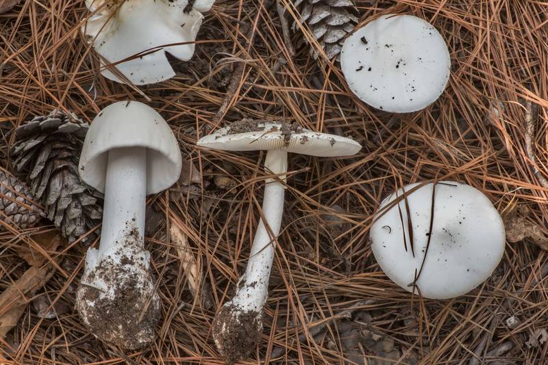 Destroying angel mushrooms (<B>Amanita bisporigera</B>) on Richards Loop Trail in Sam Houston National Forest. Texas, <A HREF="../date-en/2021-10-13.htm">October 13, 2021</A>