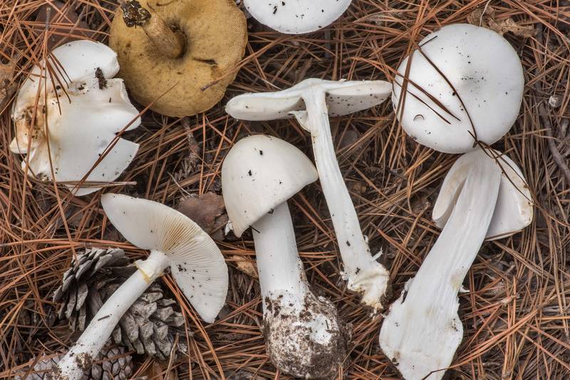 Destroying angel mushrooms (<B>Amanita bisporigera</B>) together with a bolete on Richards Loop Trail in Sam Houston National Forest. Texas, <A HREF="../date-en/2021-10-13.htm">October 13, 2021</A>