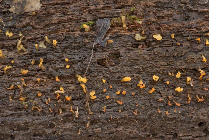 Small jelly mushrooms Pale Stagshorn (Calocera pallidospathulata) or may be Dacrymyces covering a wet log on Winters Bayou Trail in Sam Houston National Forest. Cleveland, Texas, October 16, 2021