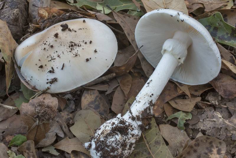Destroying Angel mushroom (<B>Amanita bisporigera</B>) in Lick Creek Park. College Station, Texas, <A HREF="../date-en/2021-11-01.htm">November 1, 2021</A>