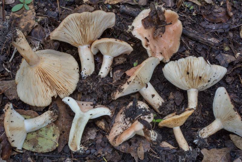 Milkcap mushrooms Lactarius moschatus(?) under oaks and juniper in Hensel Park. College Station, Texas, November 5, 2021