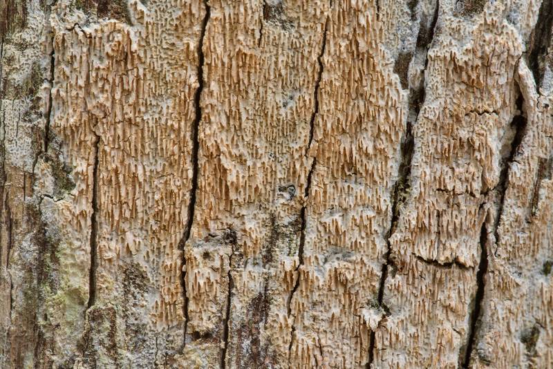 Resupinate polypore mushroom Radulodon aneirinus(?) or may be Radulomyces or Ceriporiopsis on a standing dry juniper tree at North South Trailway in Lake Bastrop South Shore Park. Texas, December 25, 2021