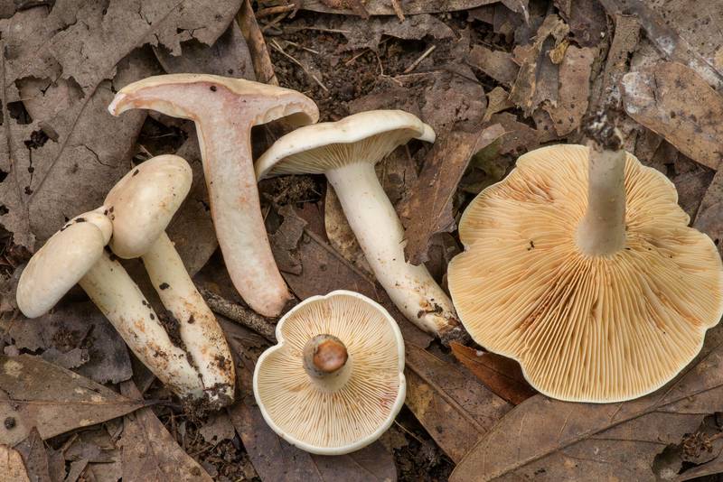 Milkcap mushrooms <B>Lactarius subvernalis</B> with cross section on Caney Creek Trail (Little Lake Creek Loop Trail) in Sam Houston National Forest north from Montgomery. Texas, <A HREF="../date-en/2022-06-06.htm">June 6, 2022</A>