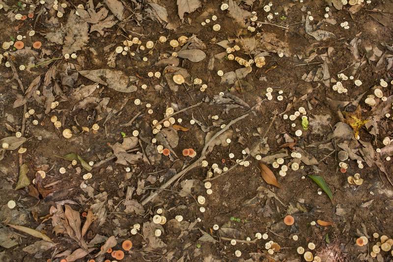 Small fibrecap mushrooms Inocybe paludinella(?) together with milkcaps Lactarius neotabidus in a dried swamp of baygall forest on D. L. property. Bleakwood, Newton County, Texas, June 11, 2022