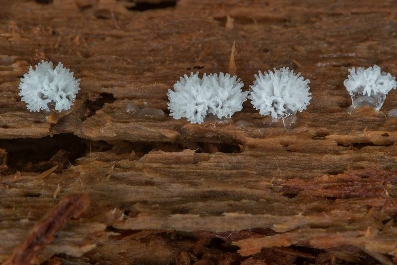 Slime mold Ceratiomyxa morchella(?) on a big fallen pine on Caney Creek section of Lone Star Hiking Trail in Sam Houston National Forest north from Montgomery. Texas, September 4, 2022
