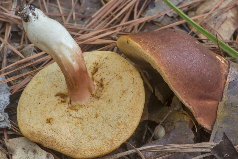 Bolete mushrooms Xanthoconium purpureum on Sand Branch Loop Trail in Sam Houston National Forest near Montgomery. Texas, September 10, 2022