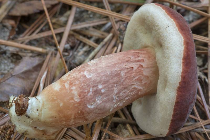 Underside of a bolete mushroom Xanthoconium purpureum on Caney Creek Trail (Little Lake Creek Loop Trail) in Sam Houston National Forest north from Montgomery. Texas, September 14, 2022