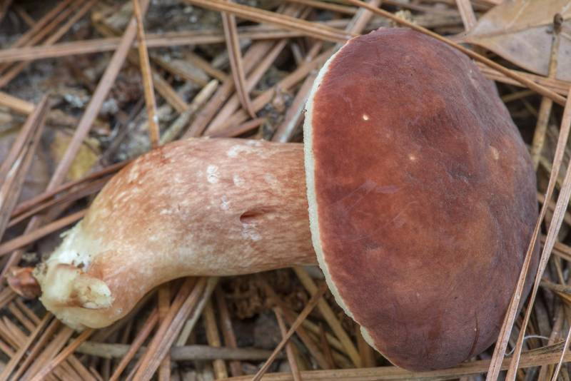 Bolete mushroom Xanthoconium purpureum on Caney Creek Trail (Little Lake Creek Loop Trail) in Sam Houston National Forest north from Montgomery. Texas, September 14, 2022