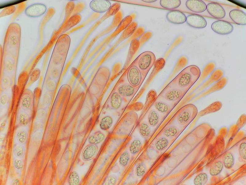 Asci and spores of eyelash cup fungus (<B>Scutellinia scutellata</B> group) (x40 objective), collected from muddy soil on Caney Creek section of Lone Star Hiking Trail in Sam Houston National Forest north from Montgomery. Texas, January 22, 2023